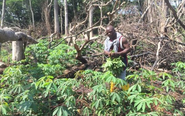 La Caritas Inongo s’engage à améliorer la sécurité alimentaire de sa population en se lançant dans l’agriculture.